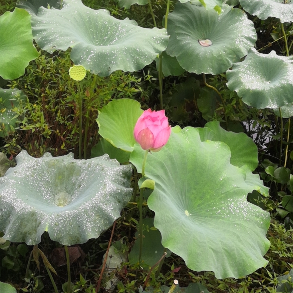 紫水晶色的丑橘