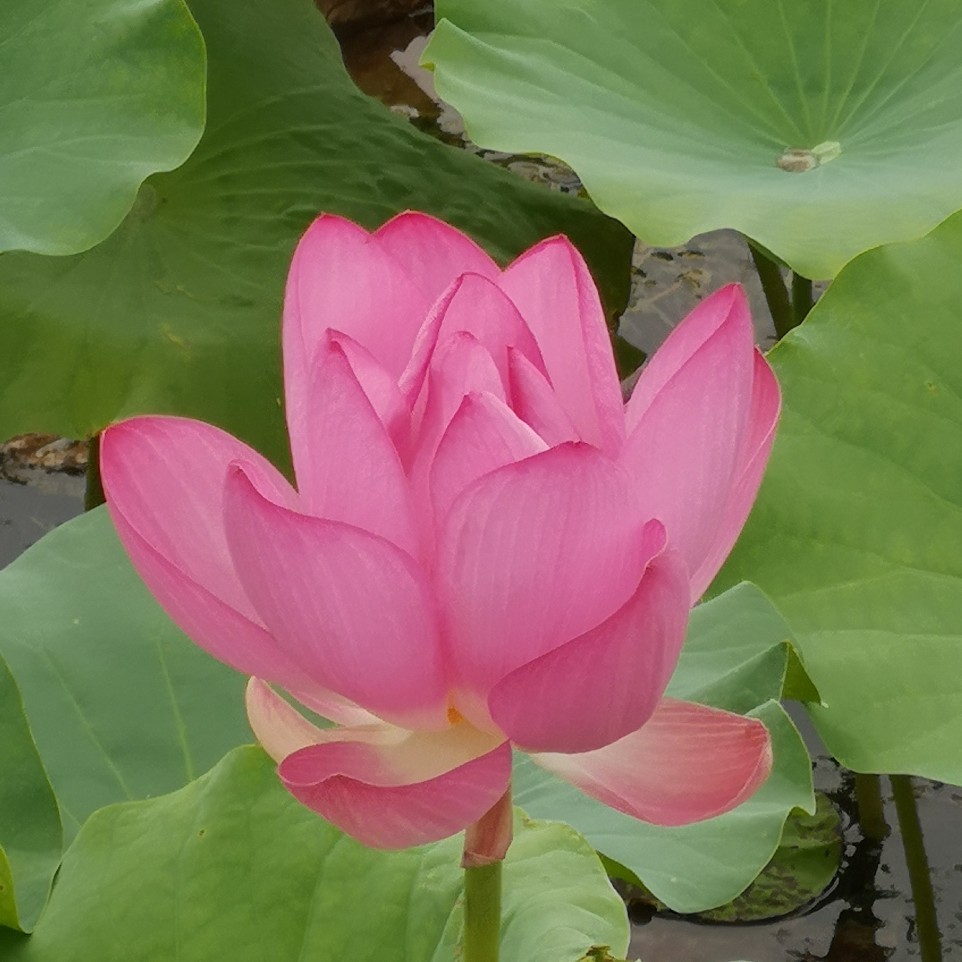 知足常乐平平淡淡也