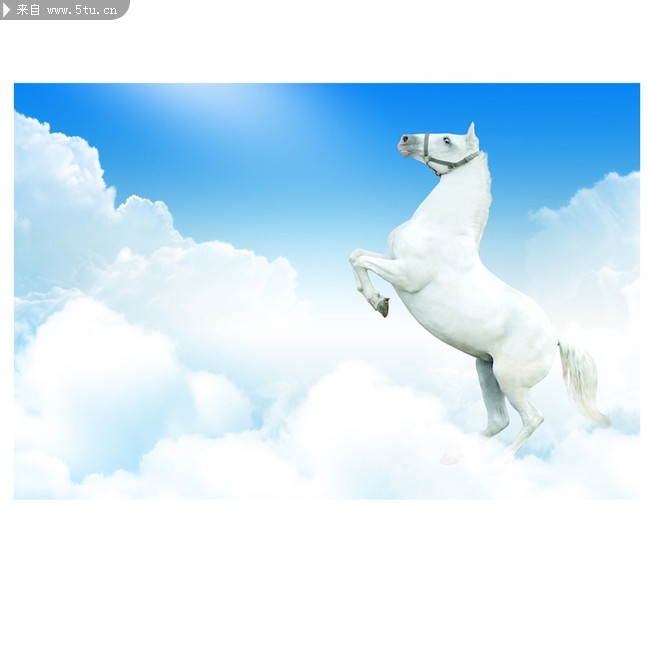 阳光彩虹小白马