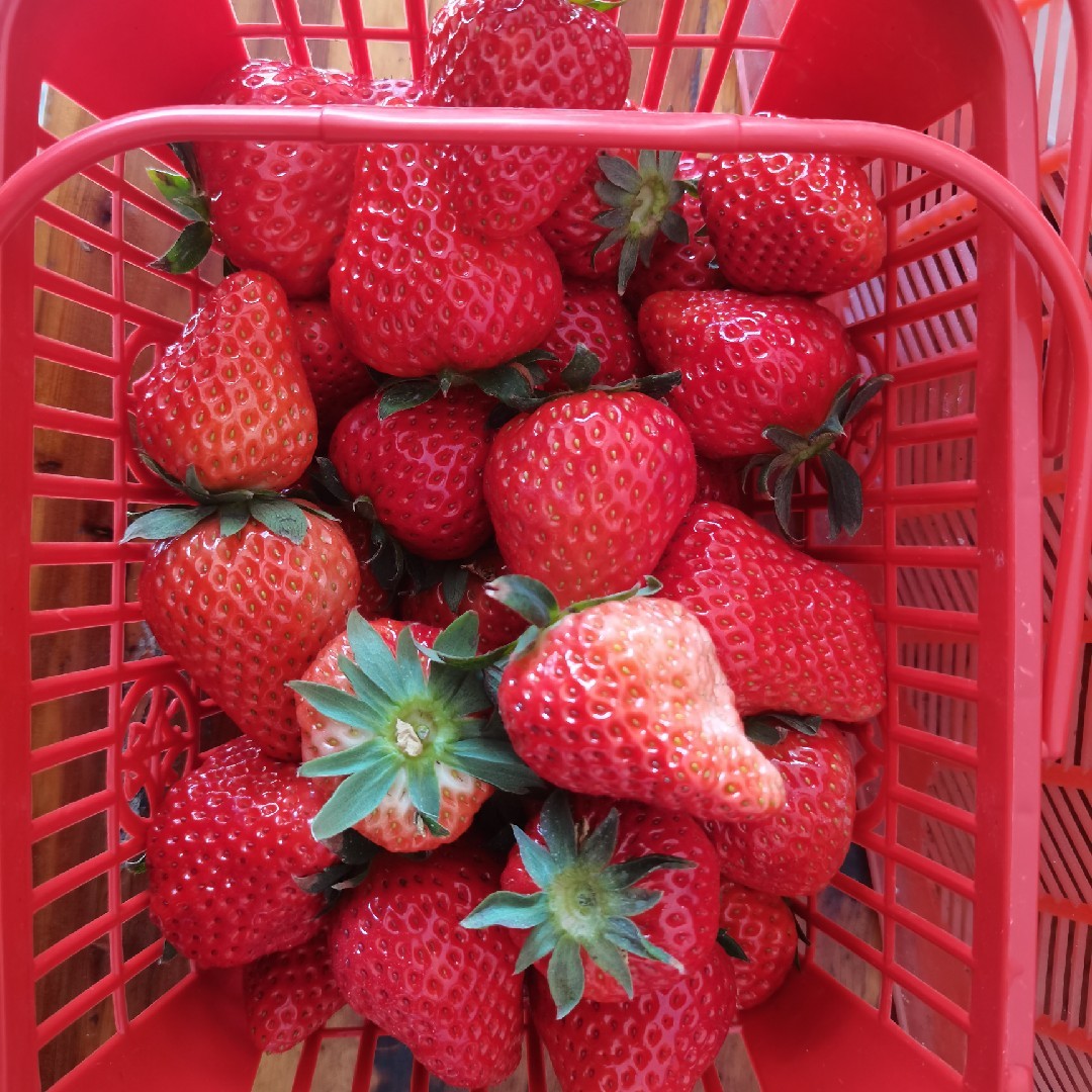 爱吃豆渣小炒的略略略