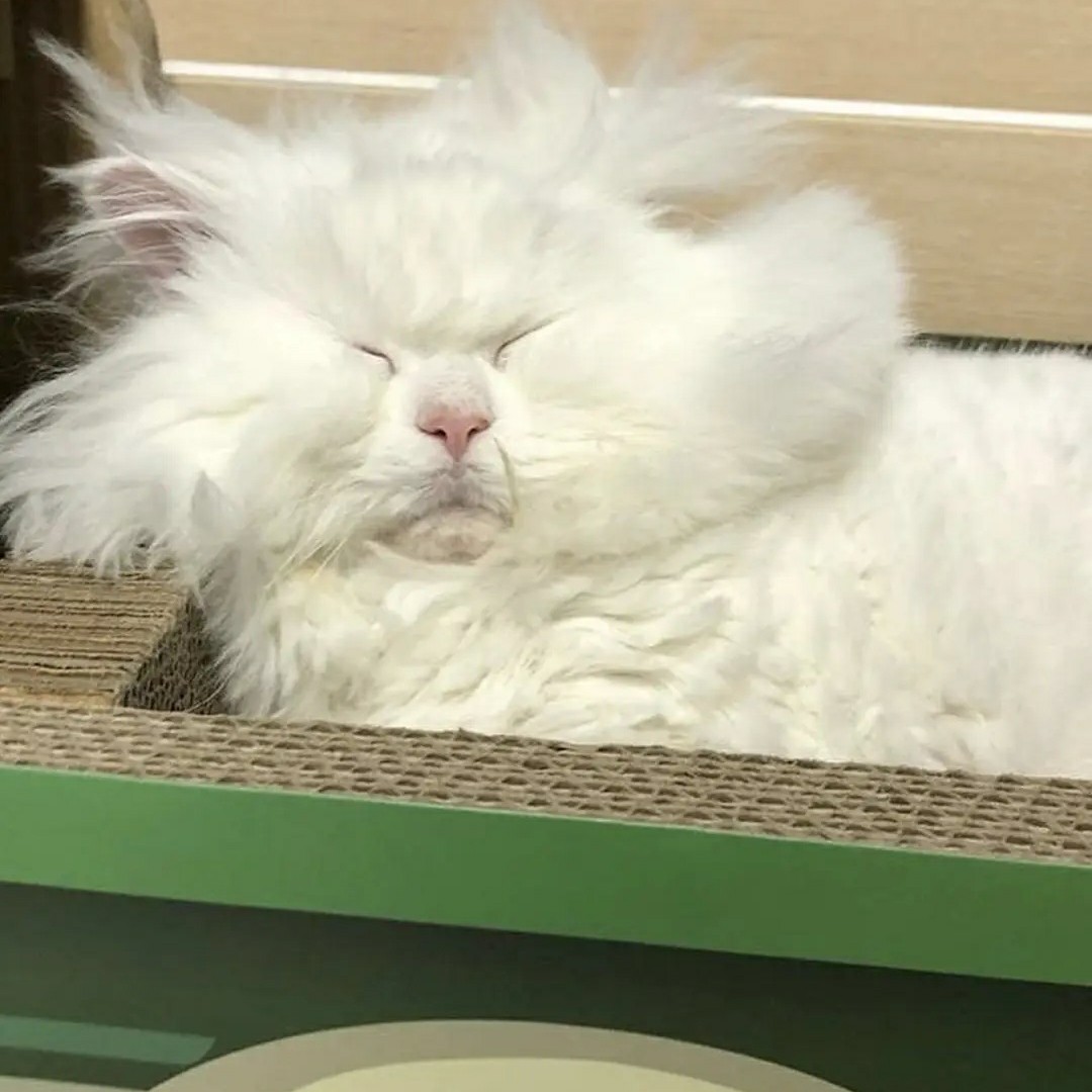 飞飞飞小飞象飞