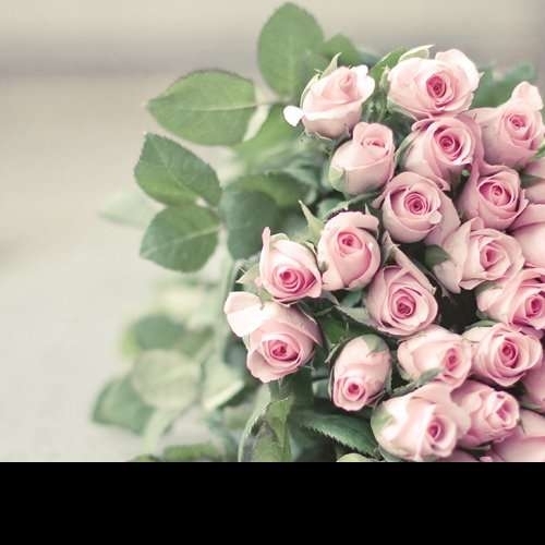 五彩缤纷的丝柏