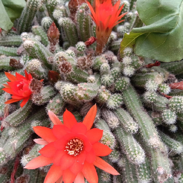 土黄色的丛中笑