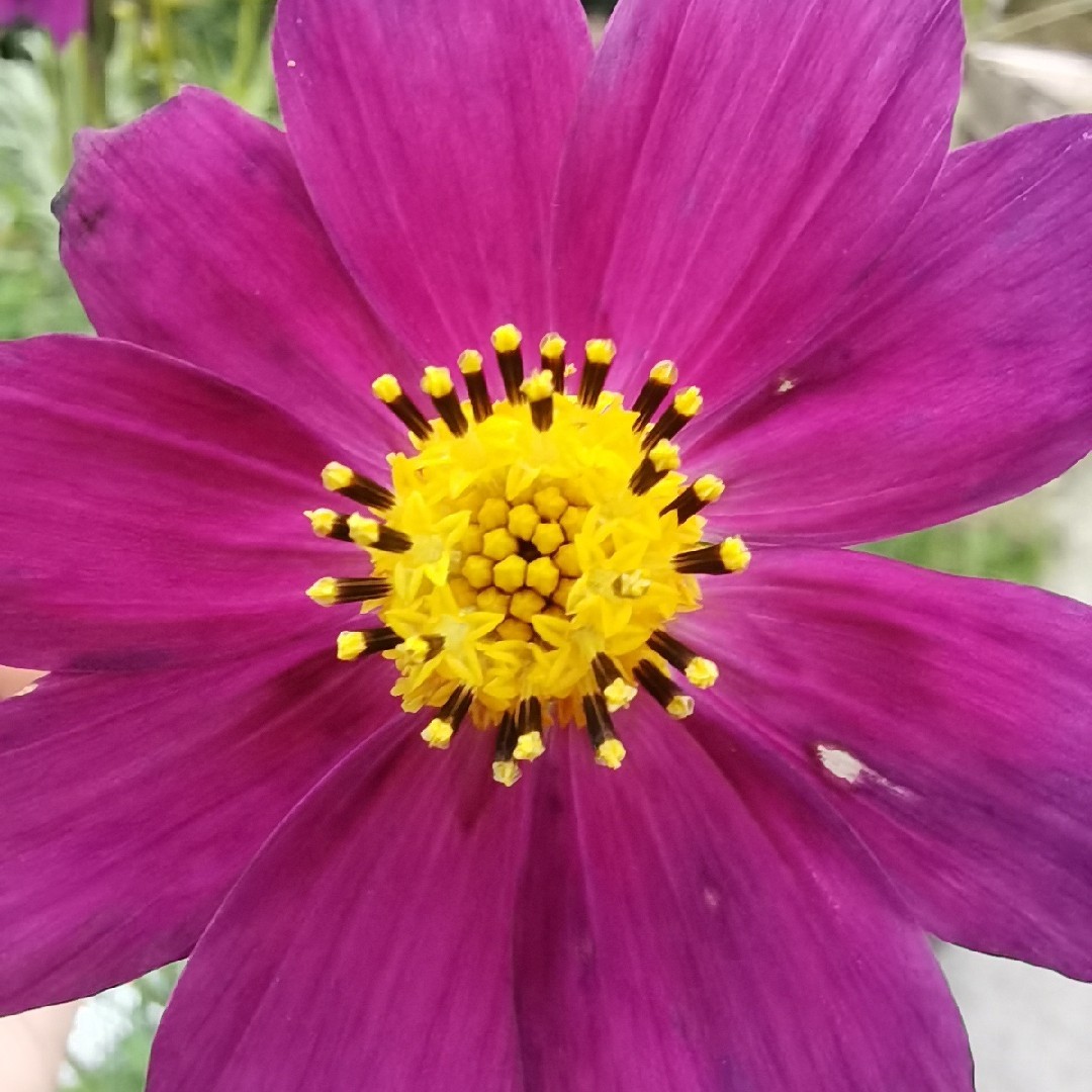 彩色棉花糖你吃吗