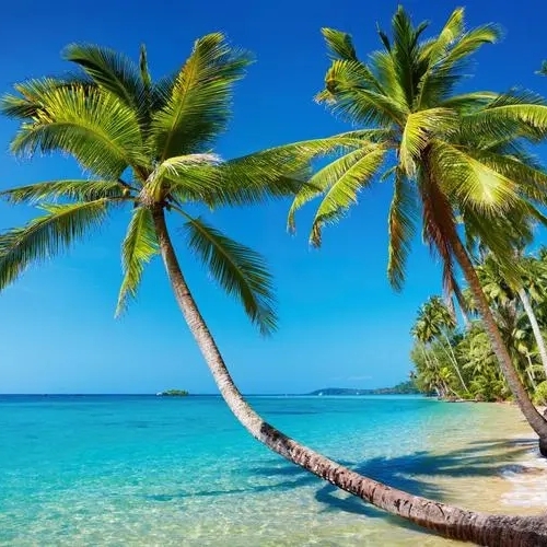 金灿灿的异叶石莲