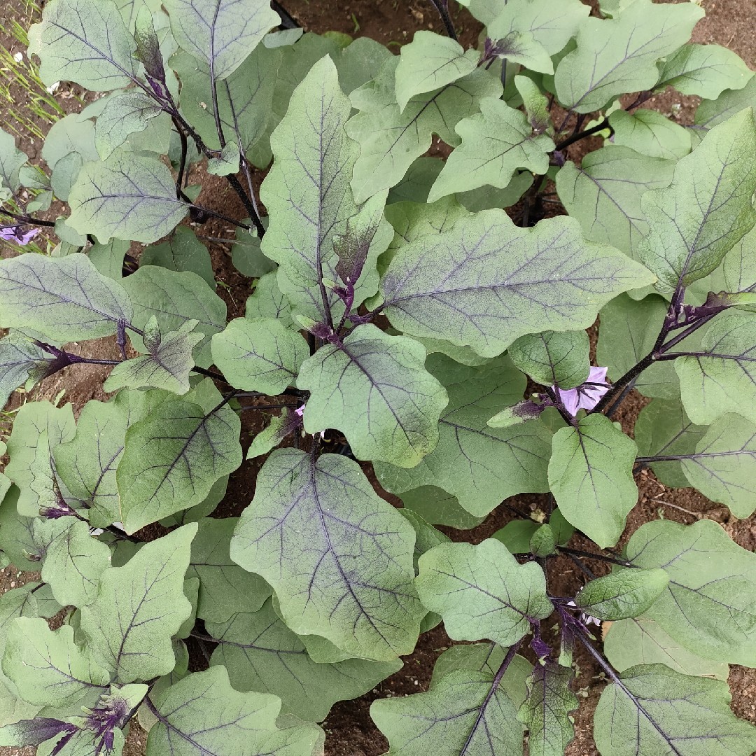 爱劳动的爸爸7730