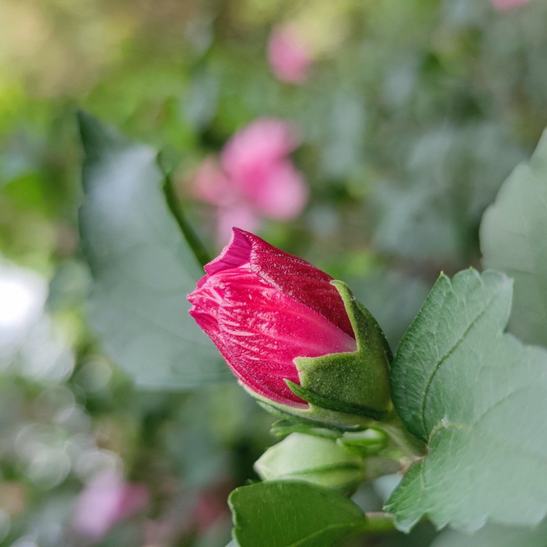 落叶又见翩翩TuT