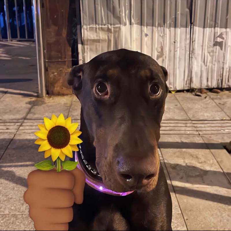 本省辛勤的毛豆