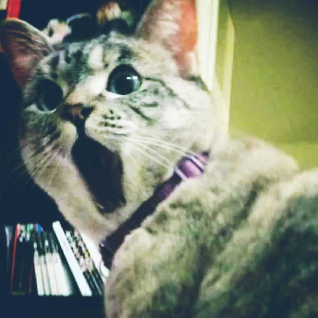 我爱土豆爱生活