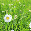 春满园凉席沙发垫