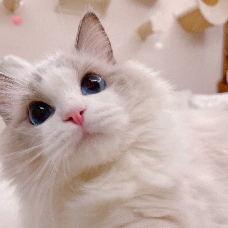 蛋挞泡芙鸡蛋仔