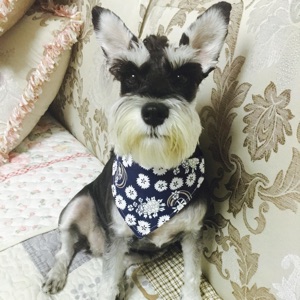 我爱我家如花花