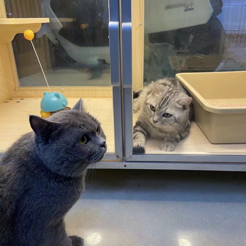 秋秋的购物日记