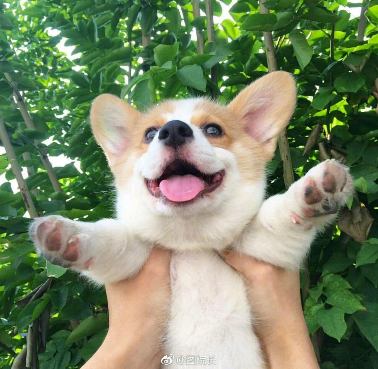 想吃椒盐皮皮虾