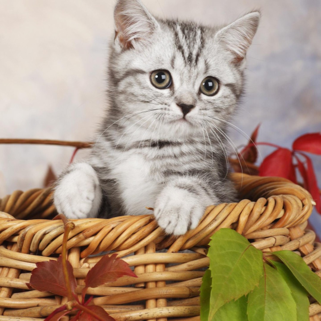 爱吃一品汤包的奋斗者