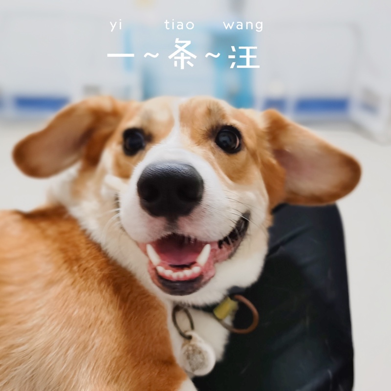 六六是个小可爱呀