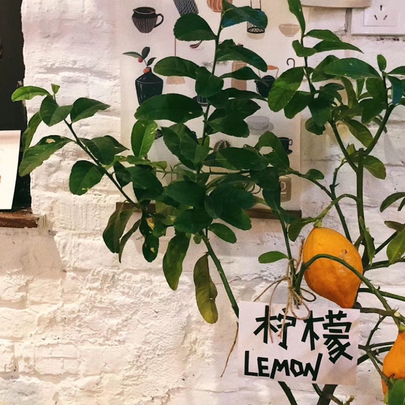 李大锤的暴脾气