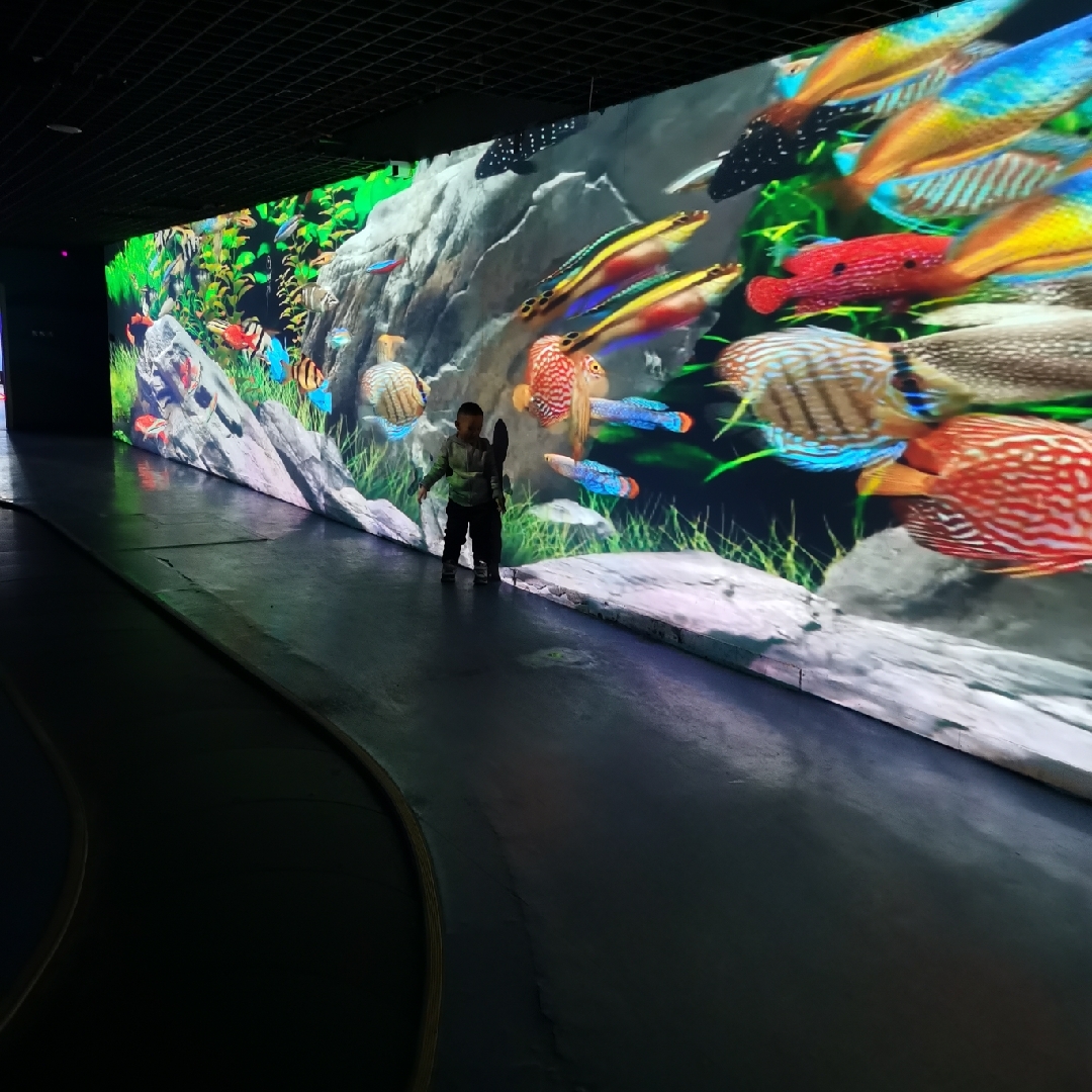 爱吃青菜豆花的小飞象