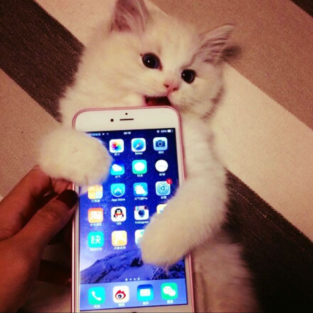 白花花的重楼百合