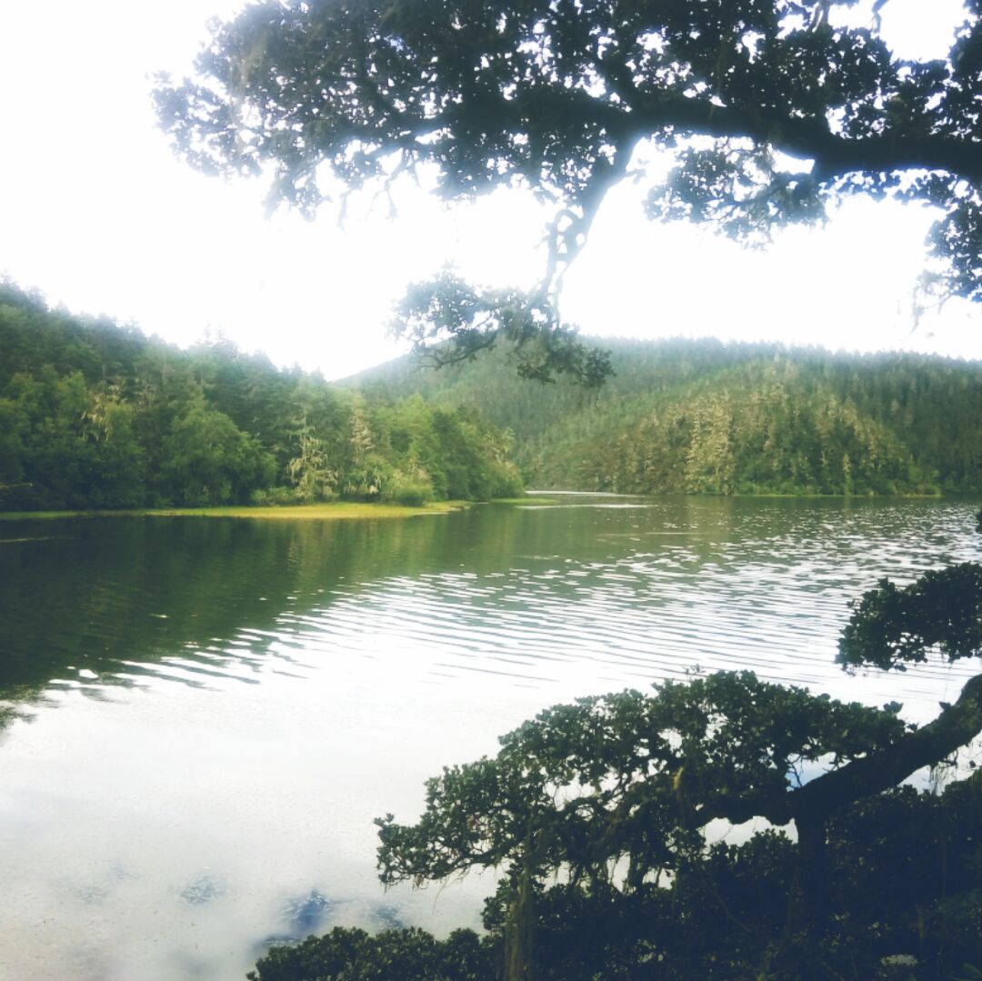 红艳艳的植食性