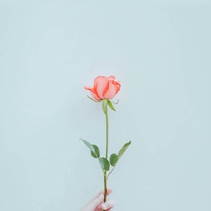 董先生的刘小姐