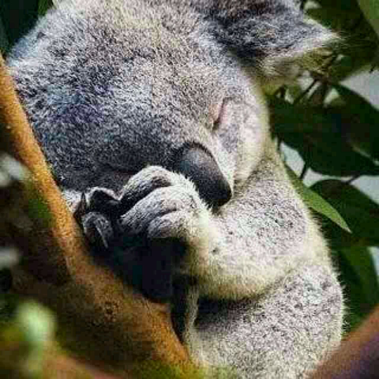 有决心天行者01