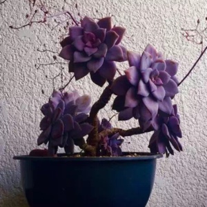 砖红色的东亚耳草29