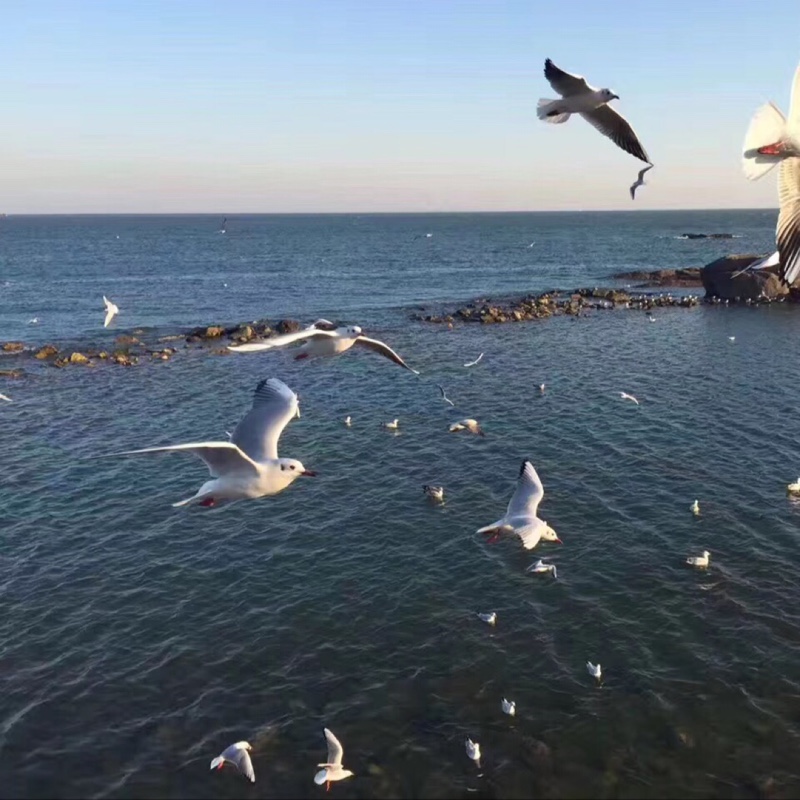 欣欣向荣（666）