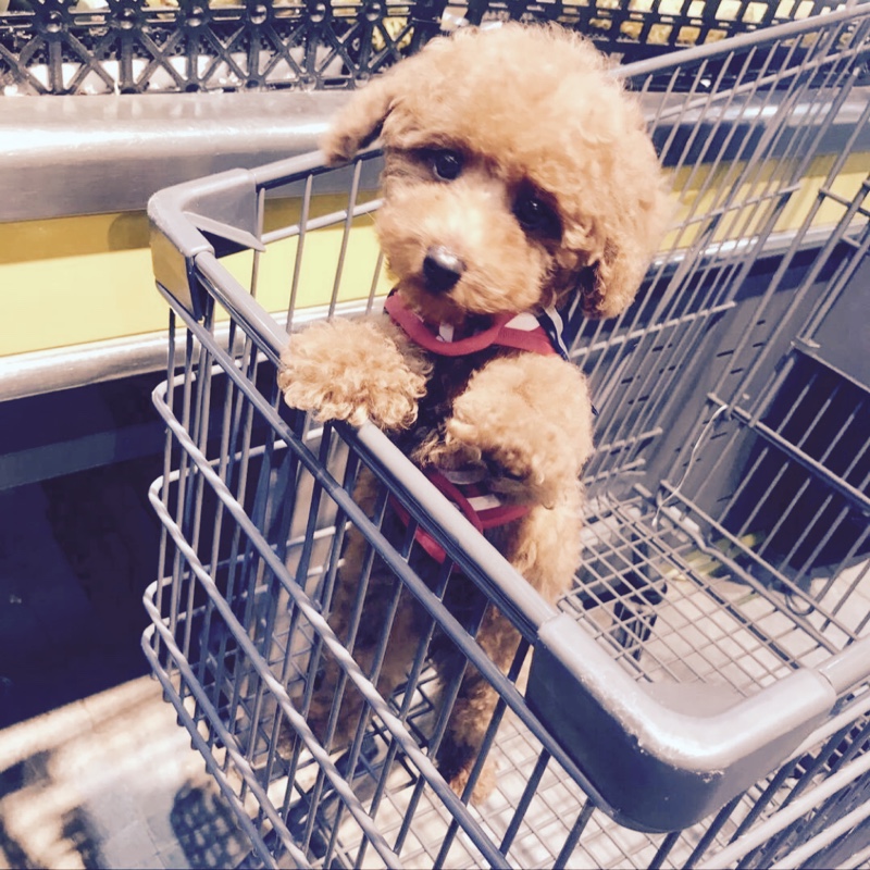 糯糯吃肉不吃菜