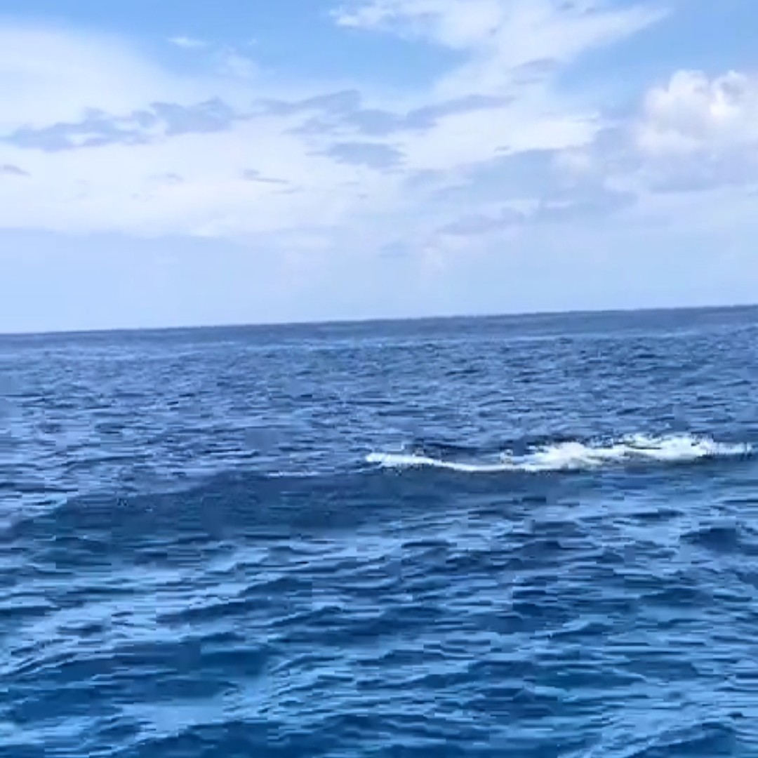 爱吃冰冻花生的卡罗