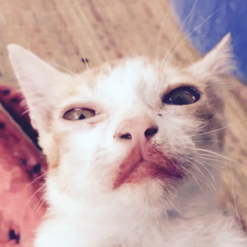 会唱歌顾问美雷