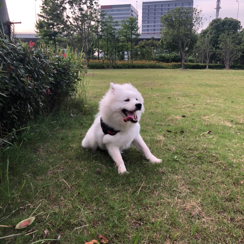 爱吃腐乳生菜的年糕