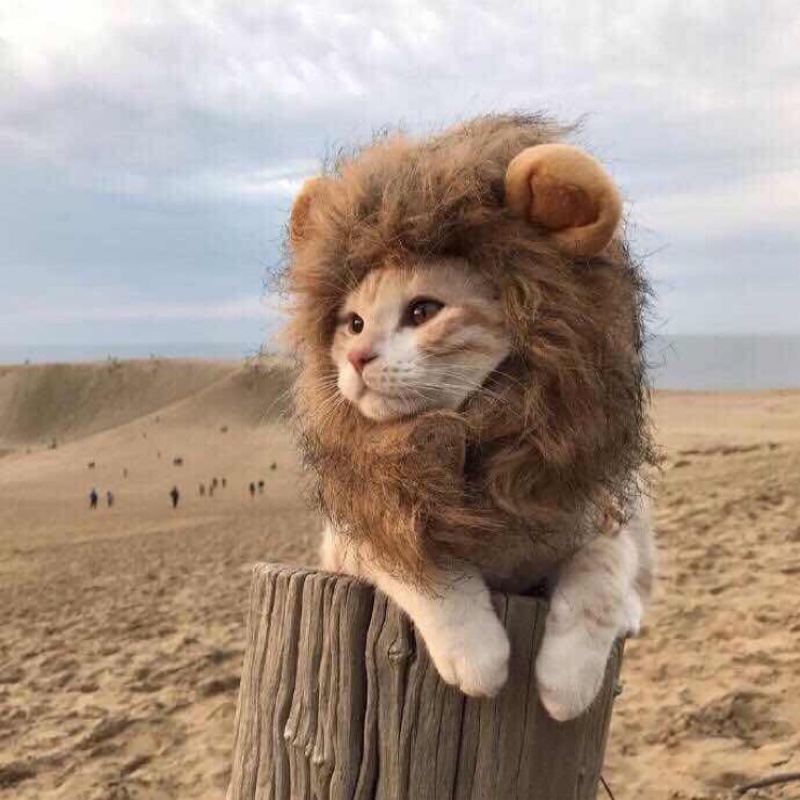 土土家的龙沙宝石