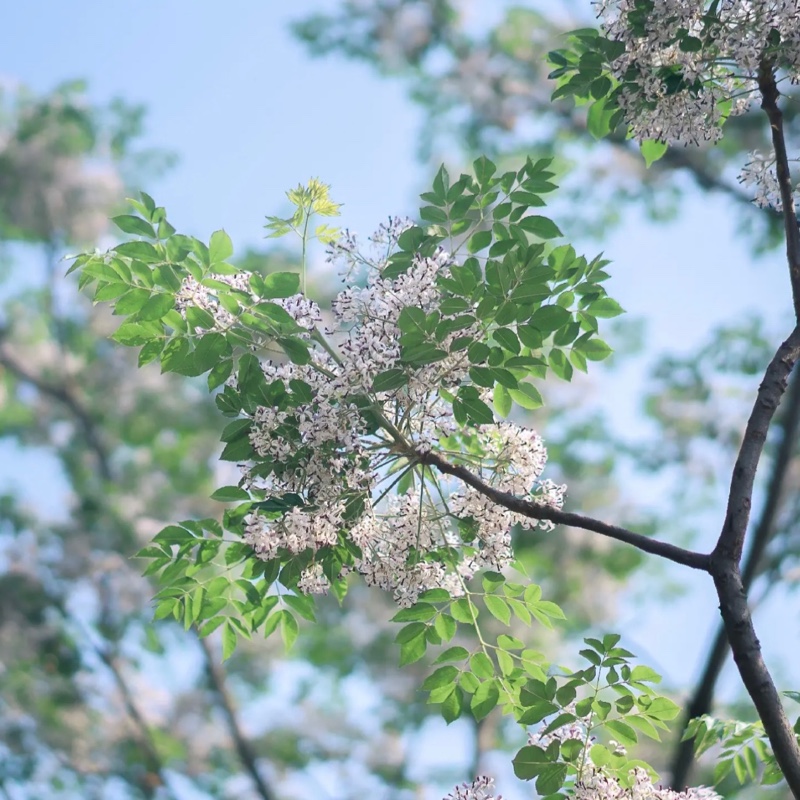 耳麦里长出洋甘菊