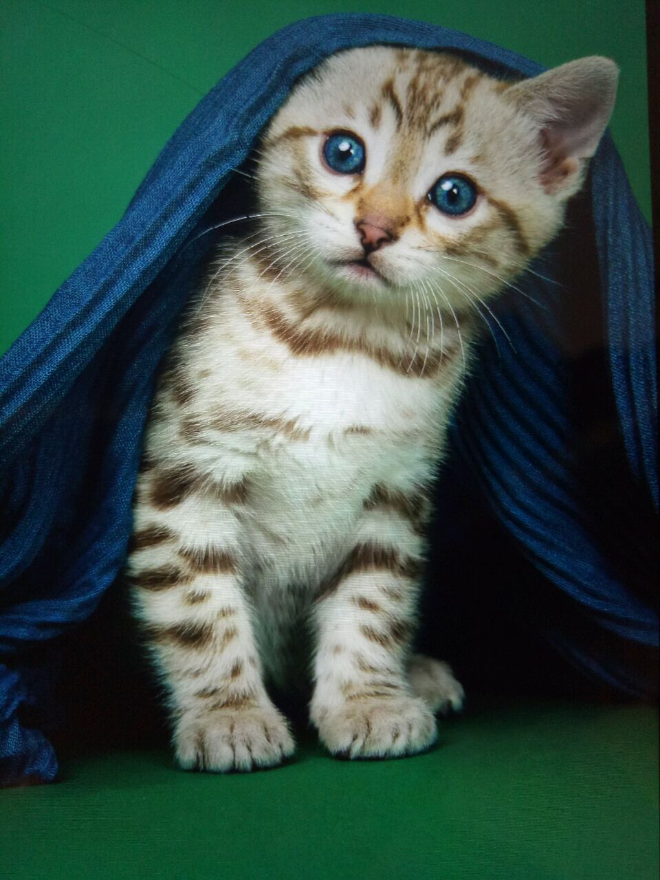 天河冰封爱你不凝