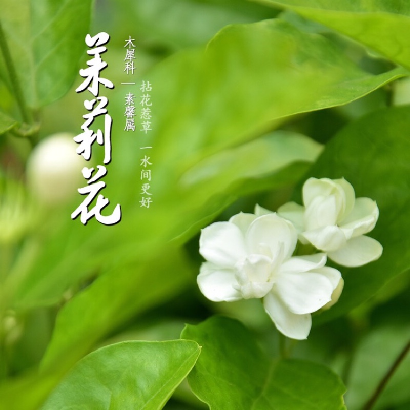 爱打扮(www.idaban.cn)，爱茉莉花香的女人