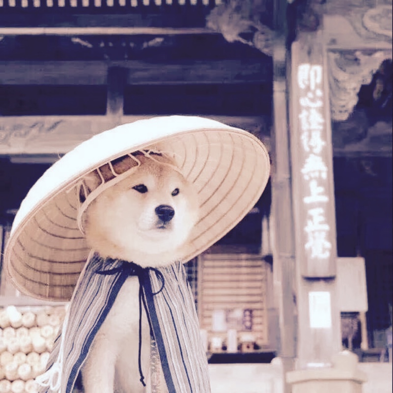 一条来自深海的鲸