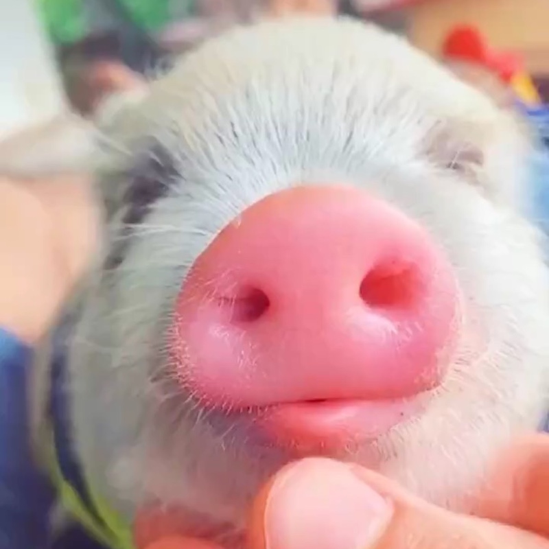 超级超级无敌的刘大美儿