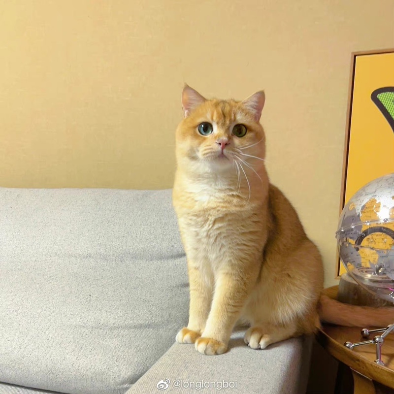 鞋狗没有好下场