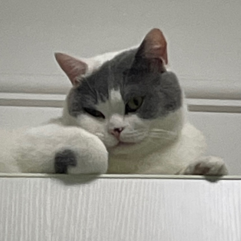 灰白的乔木玩游戏