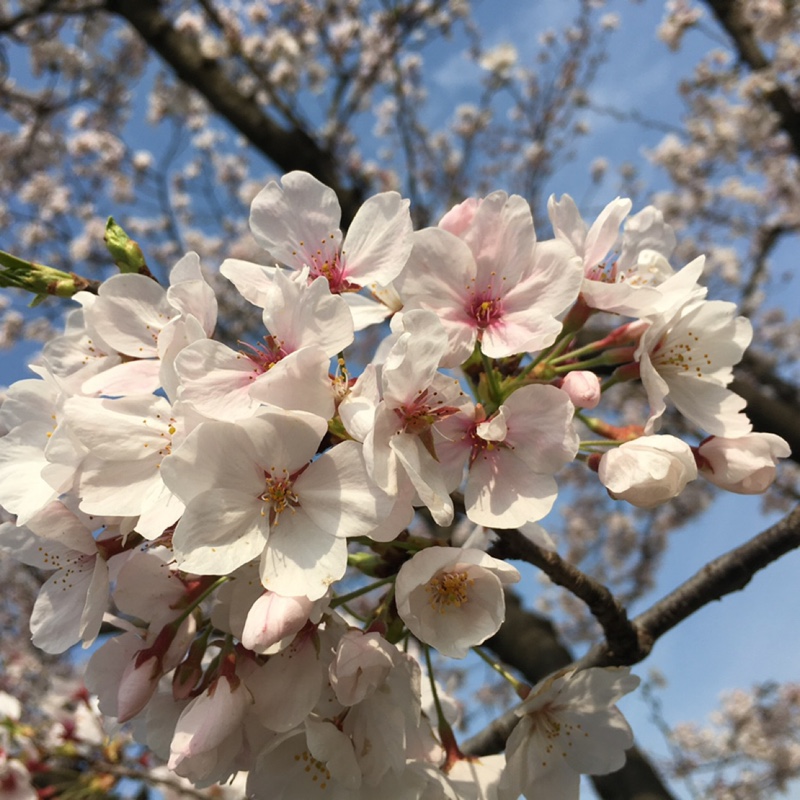 海蓝色的裕优美占1818