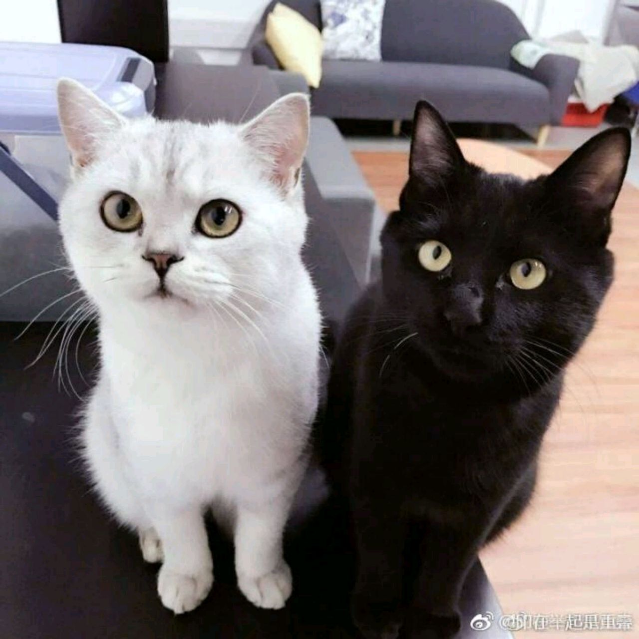 养只猫儿陪我听歌