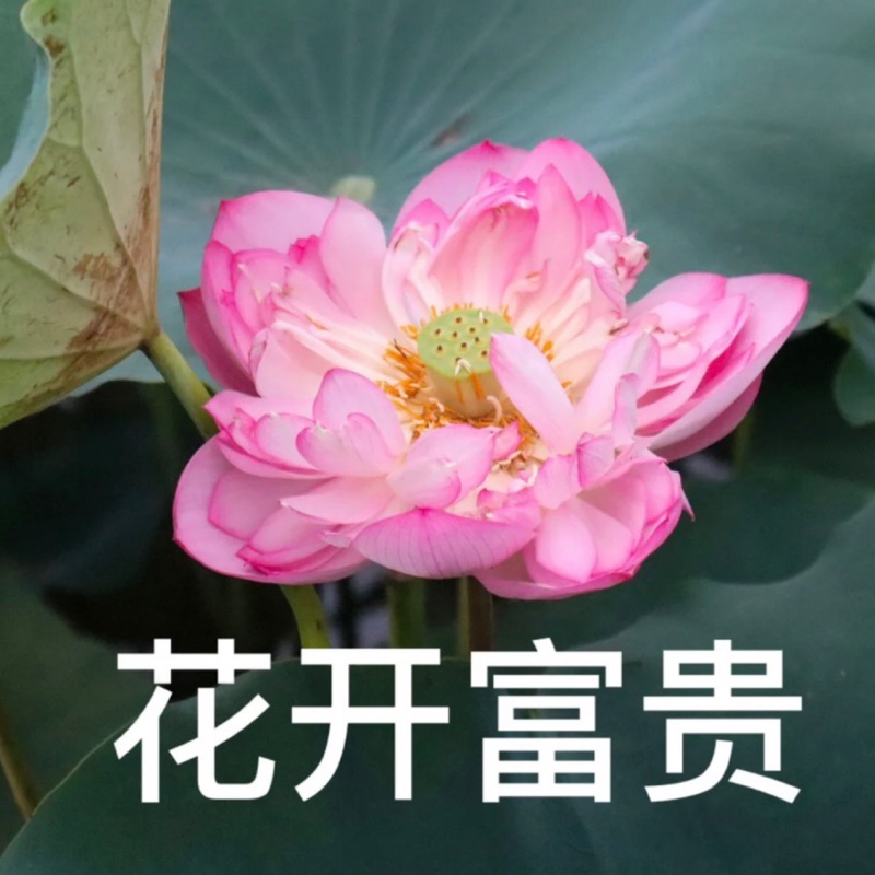 爱打扮(www.idaban.cn)，花开富贵