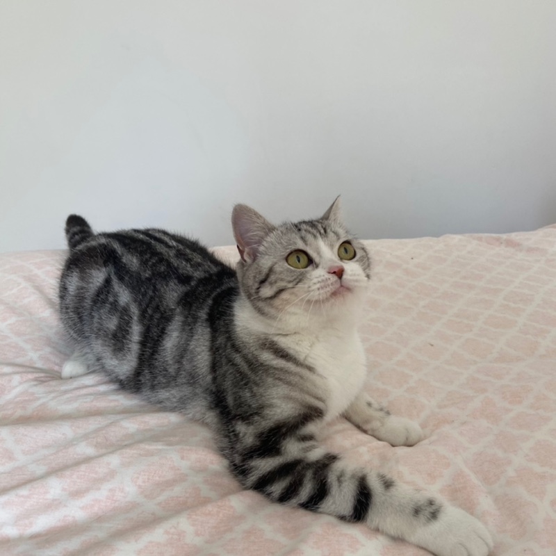 爱吃酱香猪肝的画窗