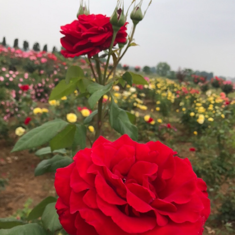 爱和平小桃树ng