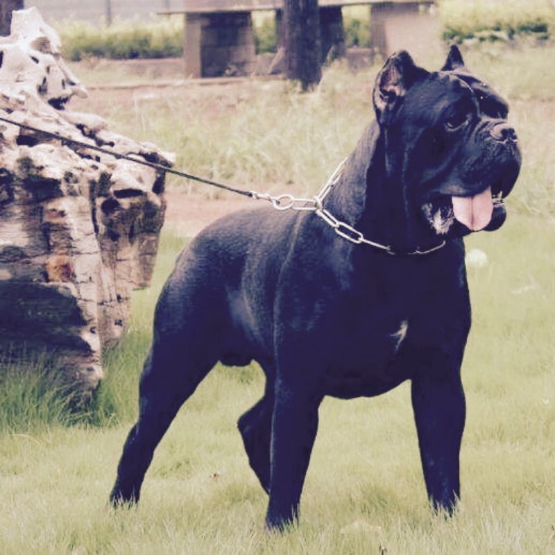 嘛哩嘛哩哄把你变成猪