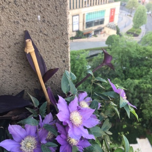 我家馒头爱漂亮