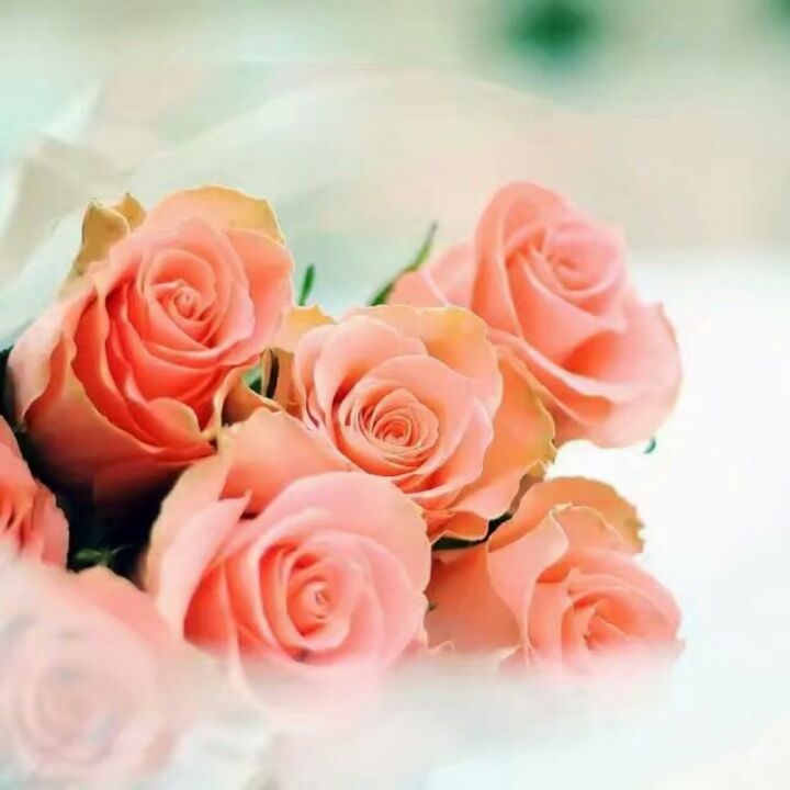 晨阳阳阳阳阳阳