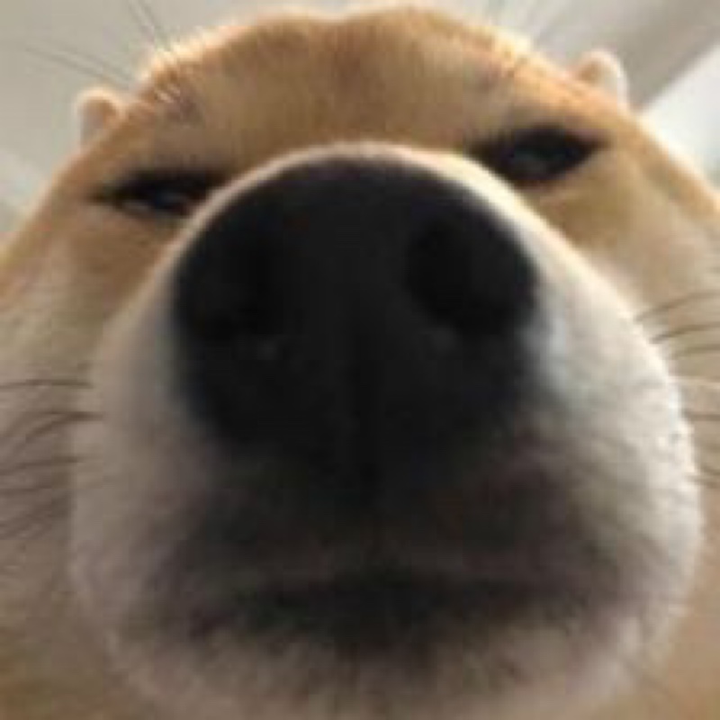 当地有名的小土狗