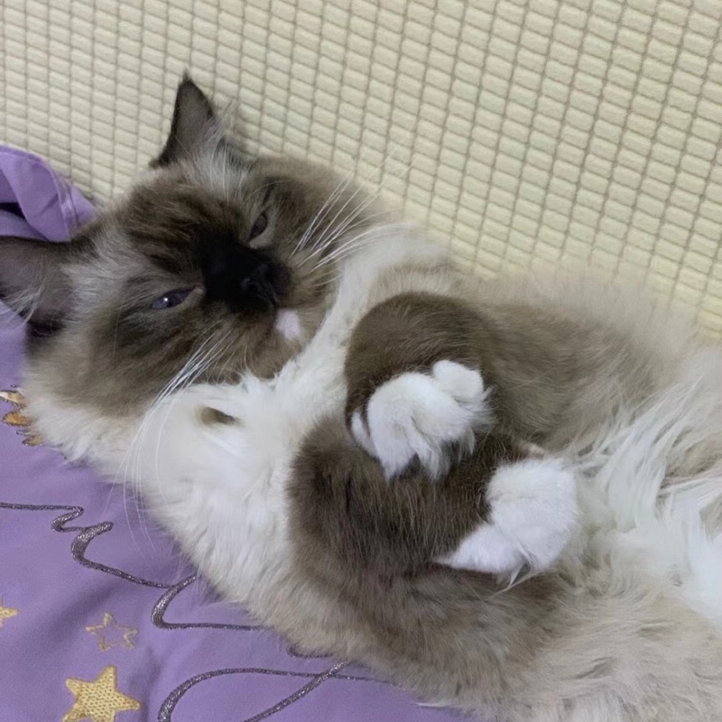 爱吃魔芋烧鸡的奶酪